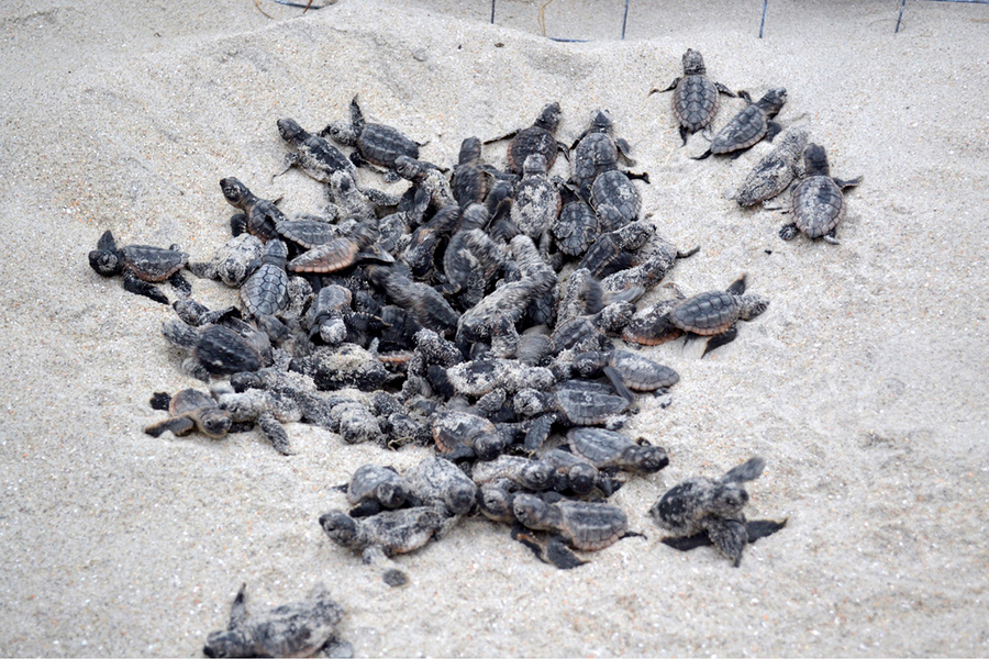 A Sea turtle boil or hatching. Photo, Coast Review
