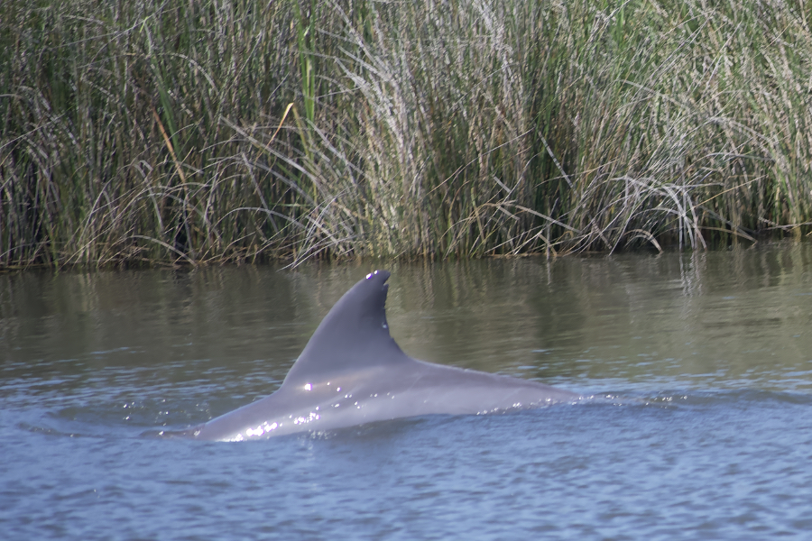 Dolphin in Roanoke Sound swimming within yards of the shoreline.