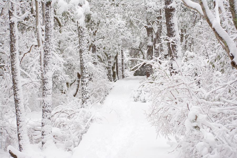 Currituck Banks Estuarine Reserve boardwalk becomes a winter wonderland.