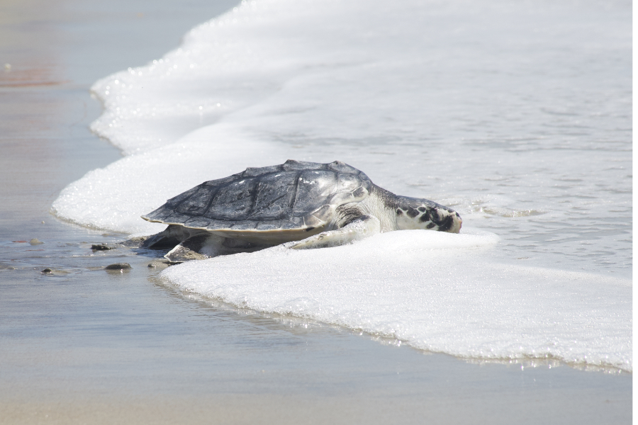 A Kemp's Ridley sea turtle on an Outer Banks beach heads for the ocean.