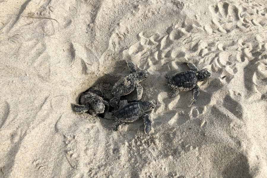 Loggerhead hatchlings make for the sea. Photo USF&W