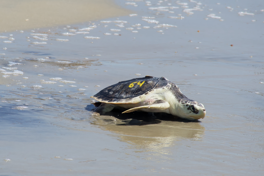Rehabilitated and released, a Kemp's ridley sea turtle returns to the sea at Hatteras Village.