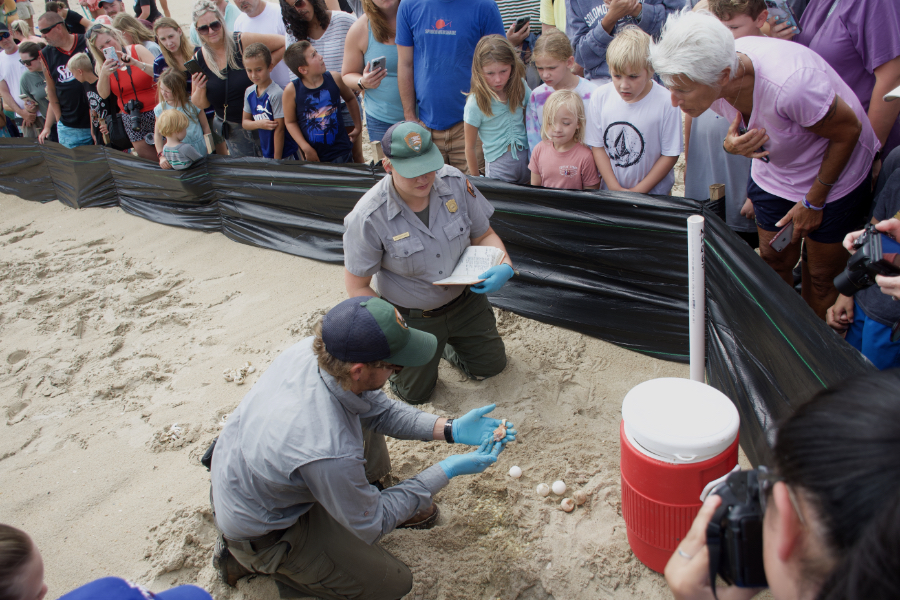 CHNS Park Rangers counting the sea turtle eggs excavated from a nest.