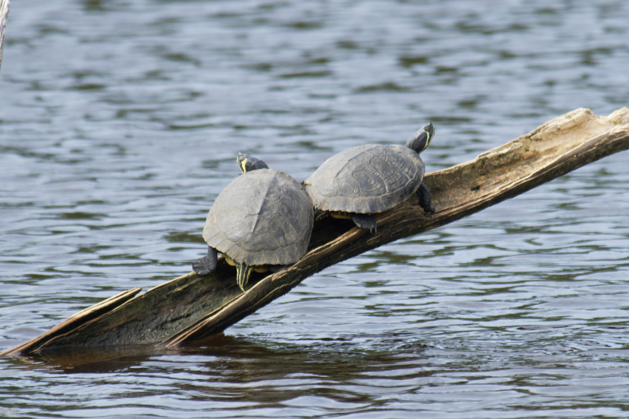 Two Yellow-bellied Sliders basking in the sun at Sandy Run Park in Kitty Hawk.