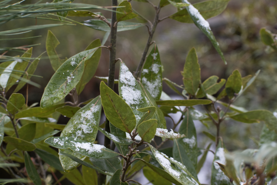 Just a little snow dusted the leaves in Sandy Run Park in Kitty Hawk.