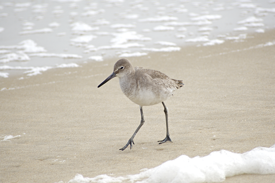 Long-legged Willets run from danger but rarely fly.