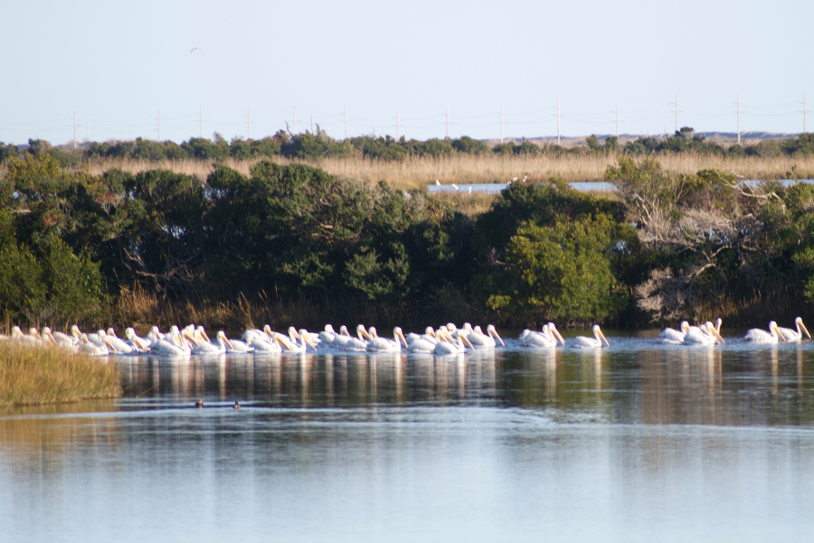 What may be a record number of American White Pelicans are visiting Pea Island.
