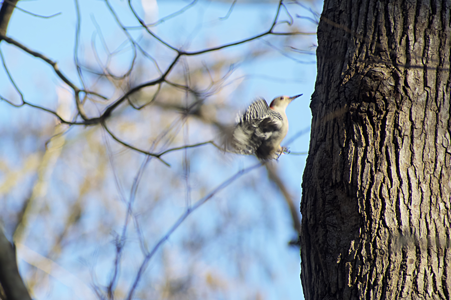 A red-headed woodpecker hovers by a tree before taking flight.