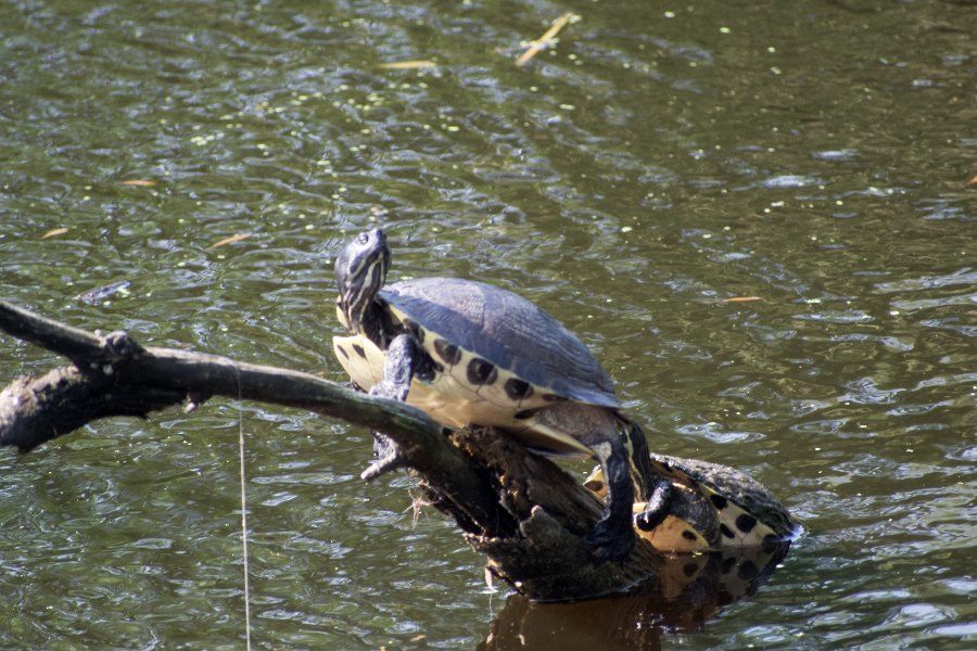 Yellow bellied sliders on a tree branch showing why they are called yellow bellied.