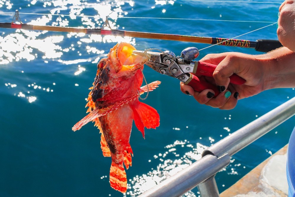 cose up of red rockfish hooked as someone on a fishing boat reels it in