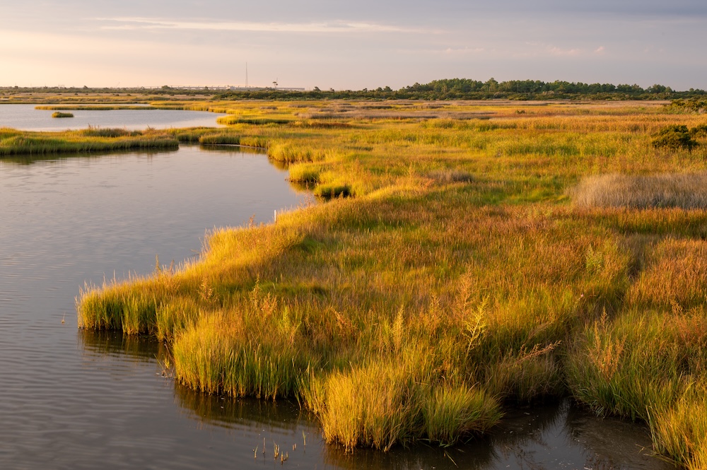 marshland on the outer banks