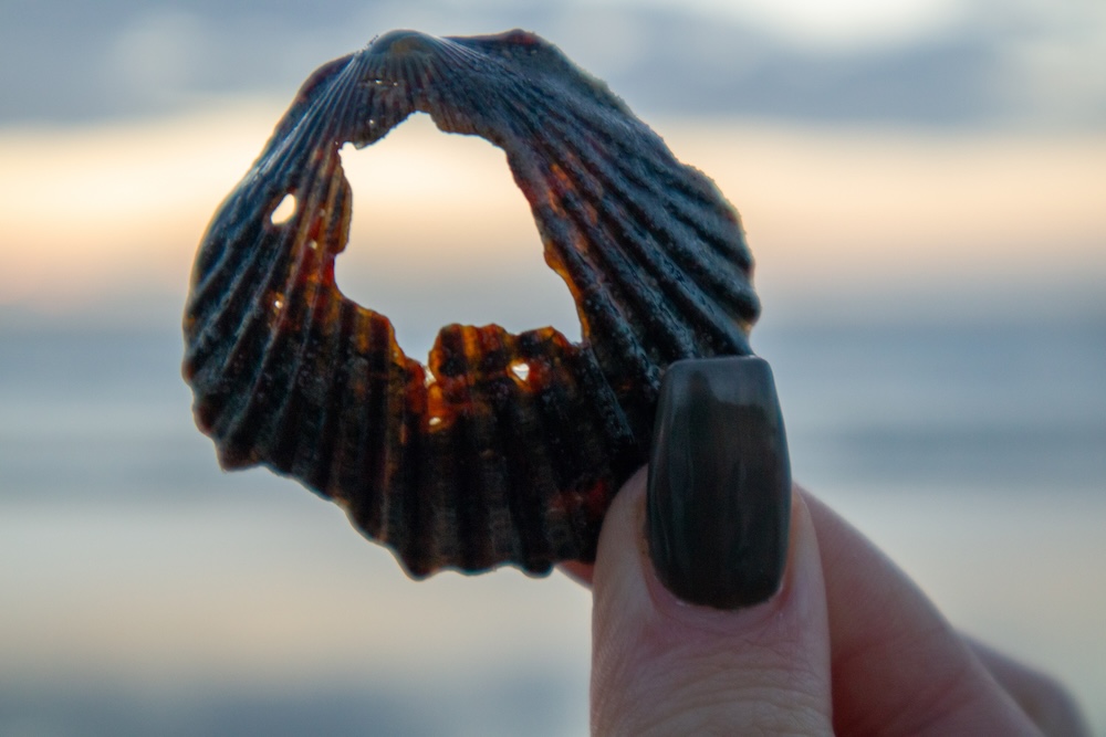 seashell with a hole in it and sunset view seen through the hole