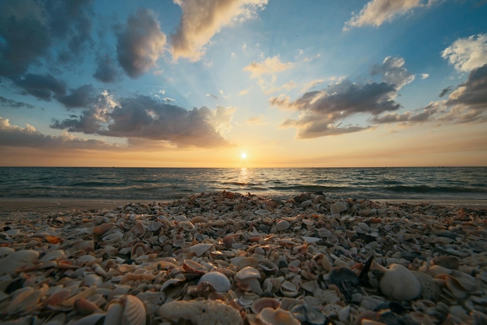 close up of many seashells on a beach